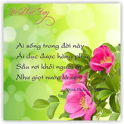 Kinh Pháp Cú 336 Kinh Pháp Cú 336